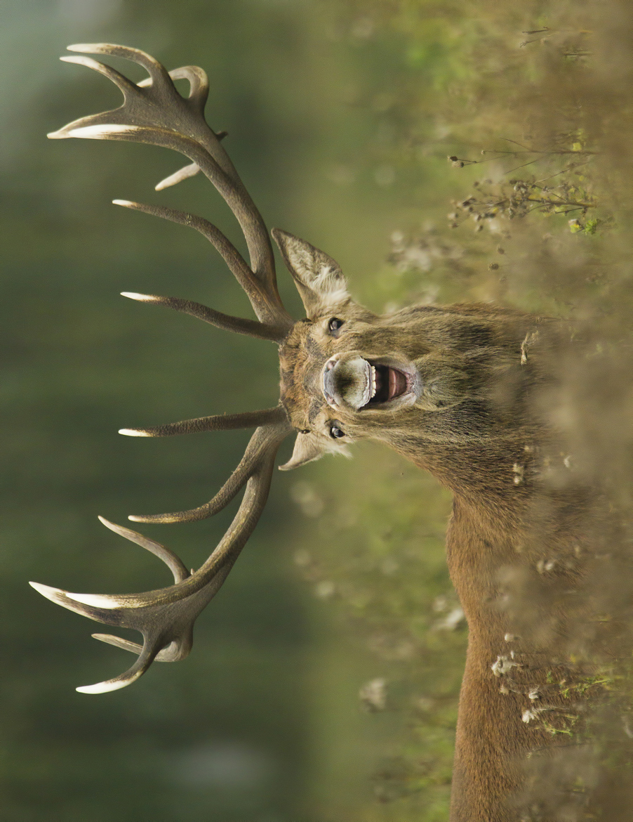 Reindeer rotated by 90 degrees clockwise